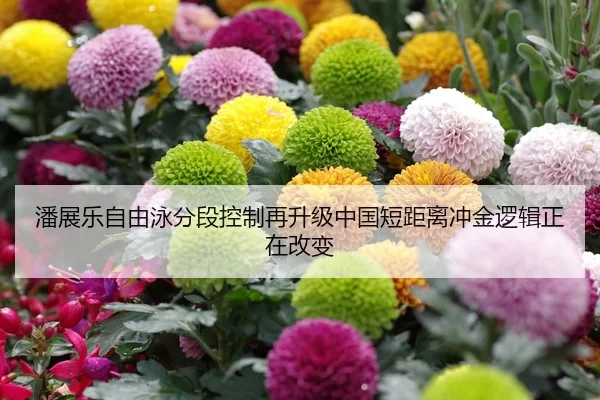 潘展乐自由泳分段控制再升级中国短距离冲金逻辑正在改变